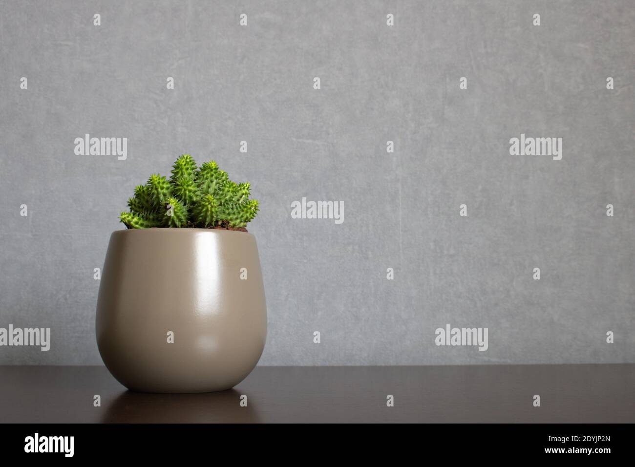 Green euphorbia susannae succulent plant growing in ceramic vase isolated on clean background placed off-center a shelf. Stock Photo