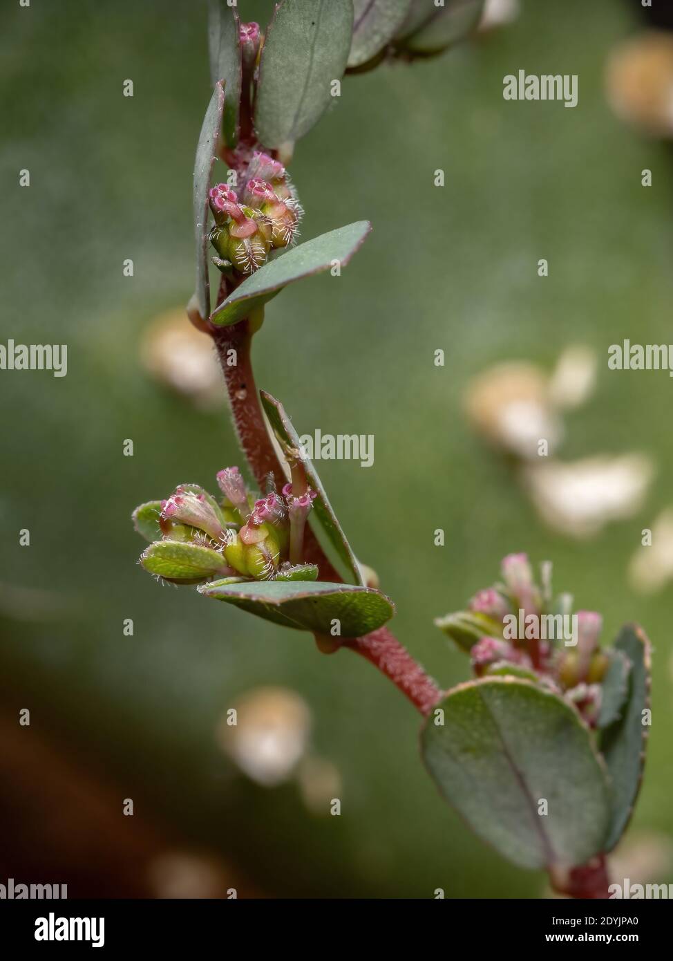 Flowers and Fruits of the Prostrate Sandmat Plant of the species Euphorbia prostrata Stock Photo