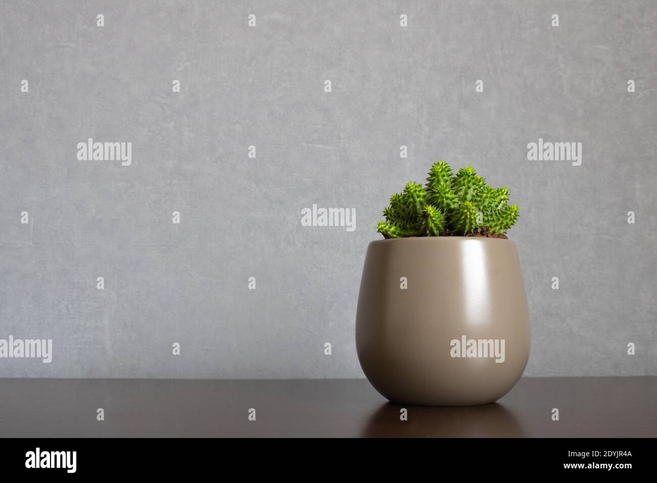 Green euphorbia susannae succulent plant growing in ceramic vase isolated on clean background placed off-center on shelf. Stock Photo