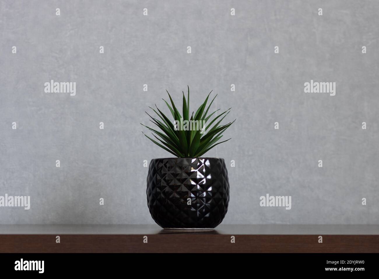 Artificial succulent plant with long pointy green leaves in black textured vase centered on shelf. Empty space on clean background. Stock Photo