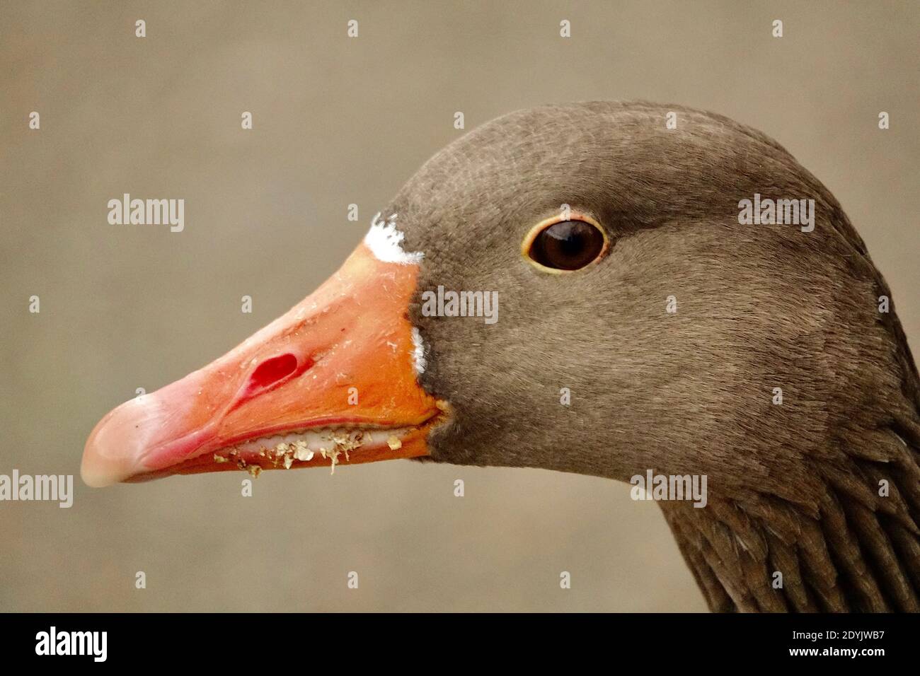 Closeup headshot of a Greylag Goose, Anser anser, a member of a large geese family of waterfowl. Urban wildlife found in a park in London. Stock Photo
