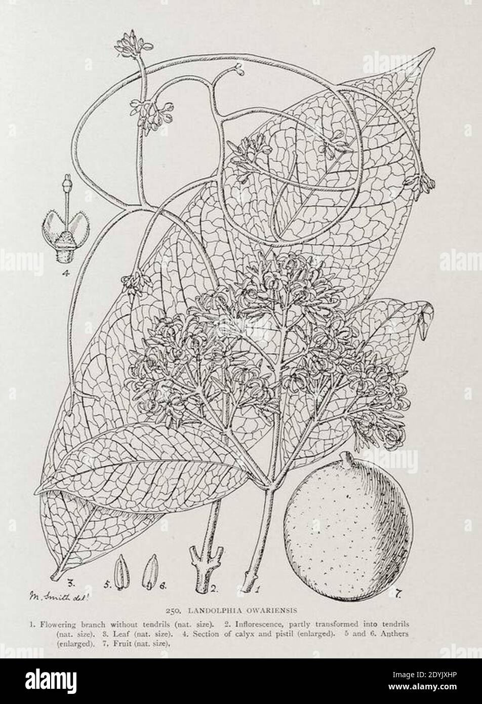 Landolphia owariensis-1906. Stock Photo