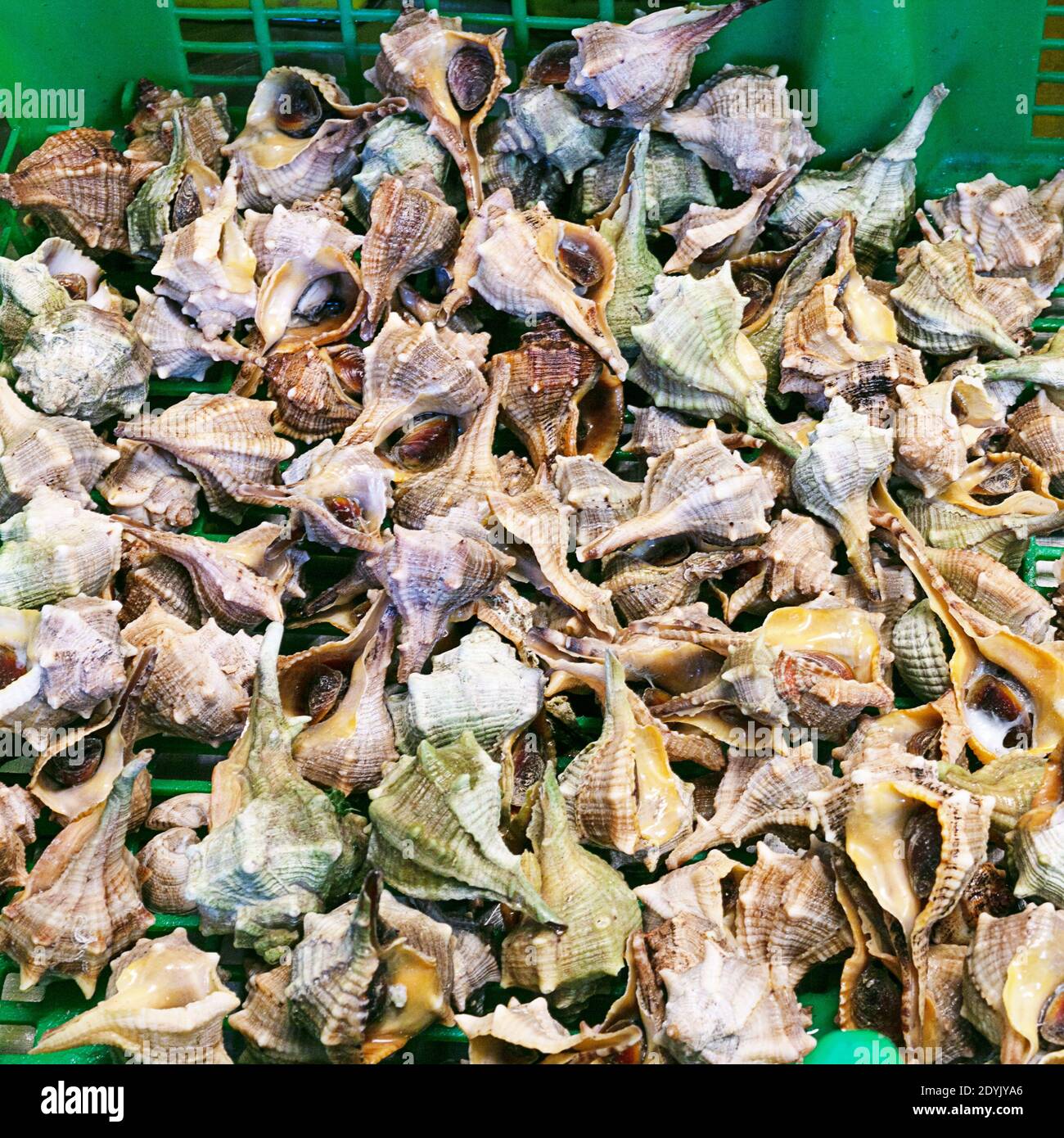 Pile of sharp snails in a fishmonger's shop Stock Photo