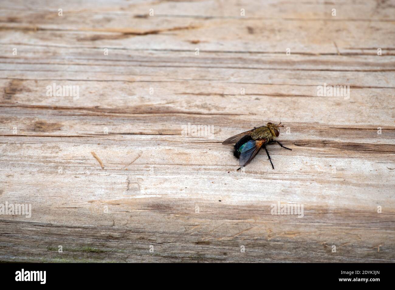 With a defocused effect, the eye is drawn to the pesky fly that rests on the wooden planks of a backyard deck in Missouri. Extermination might by appl Stock Photo