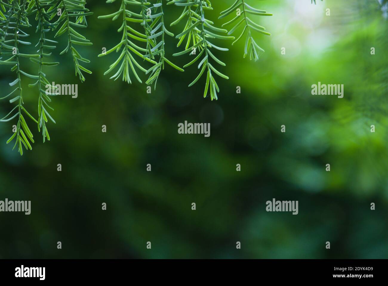 Sagging Trees Sagging Tree High Resolution Stock Photography and Images - Alamy