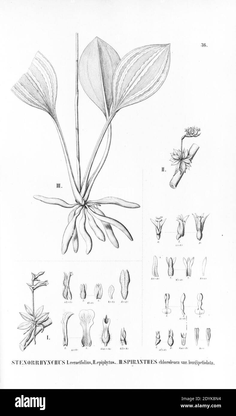 Lankesterella ceracifolia and caespitosa (as Stenorrhynchos ceracifolium and epiphytum)-Stigmatosema polyaden (as Spiranthes chloroleuca var. longipetiolata)- Fl.Br. 3-4-36. Stock Photo