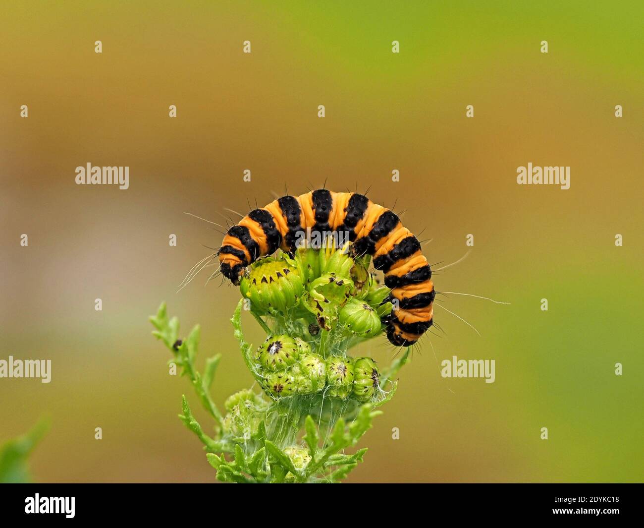 distinctive yellow & black striped caterpillar (larva) of Cinnabar Moth (Tyria jacobaeae