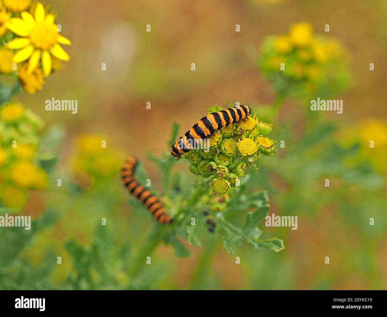 distinctive yellow black striped caterpillars (larvae) of Cinnabar Moth (Tyria jacobaeae