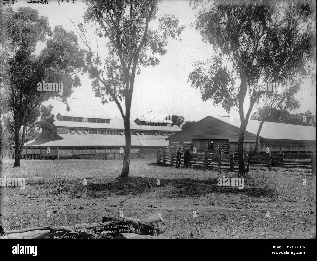 Largest wool shed in Australia, Warrah Station Stock Photo Alamy