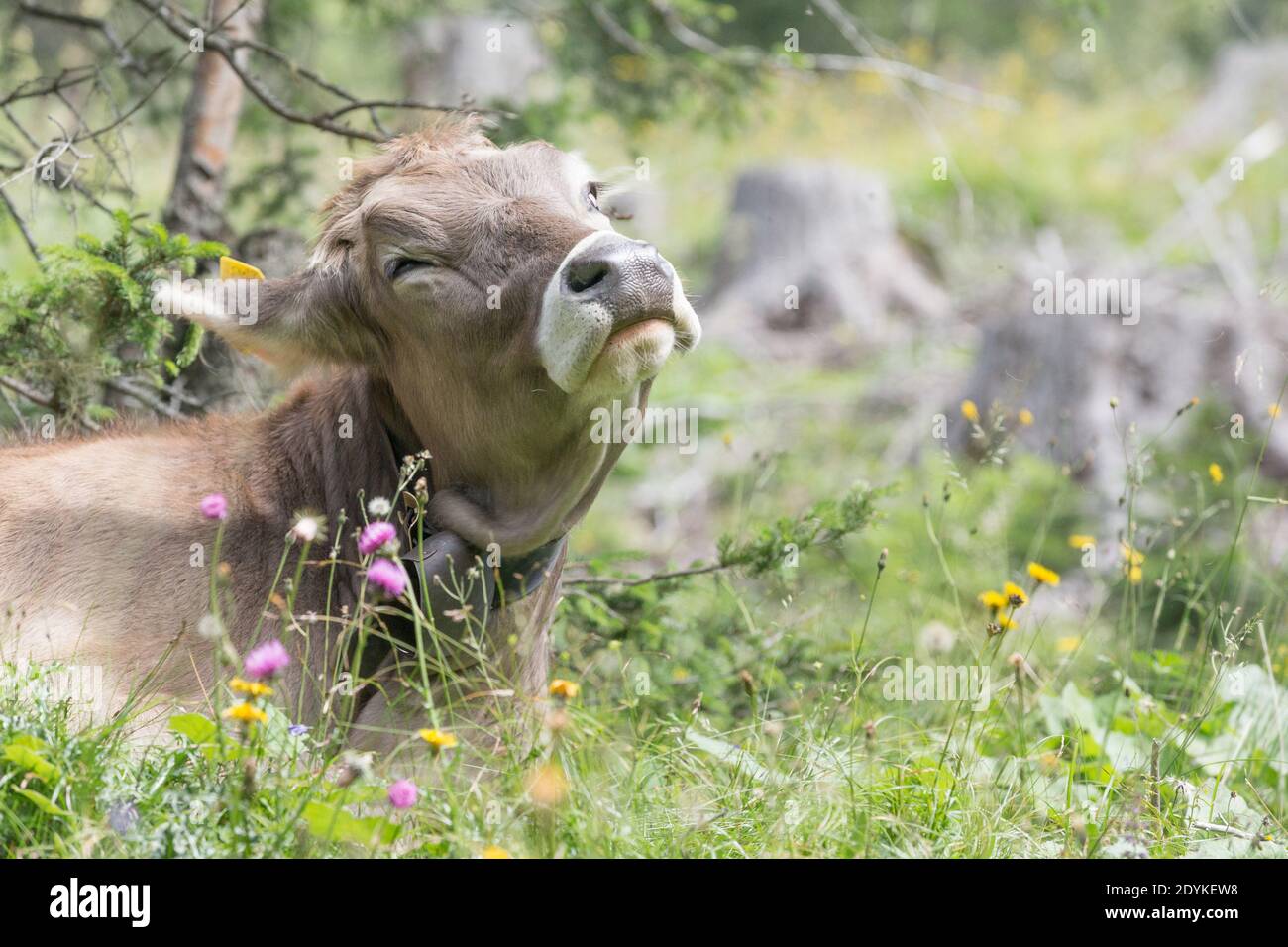Santa Maddalena Val di Funes Italy Cow Grazing in The Dolomites Stock Photo