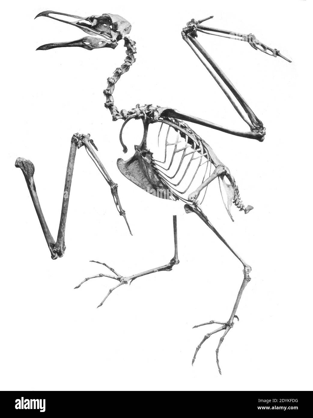 Larus marinus 239. Stock Photo