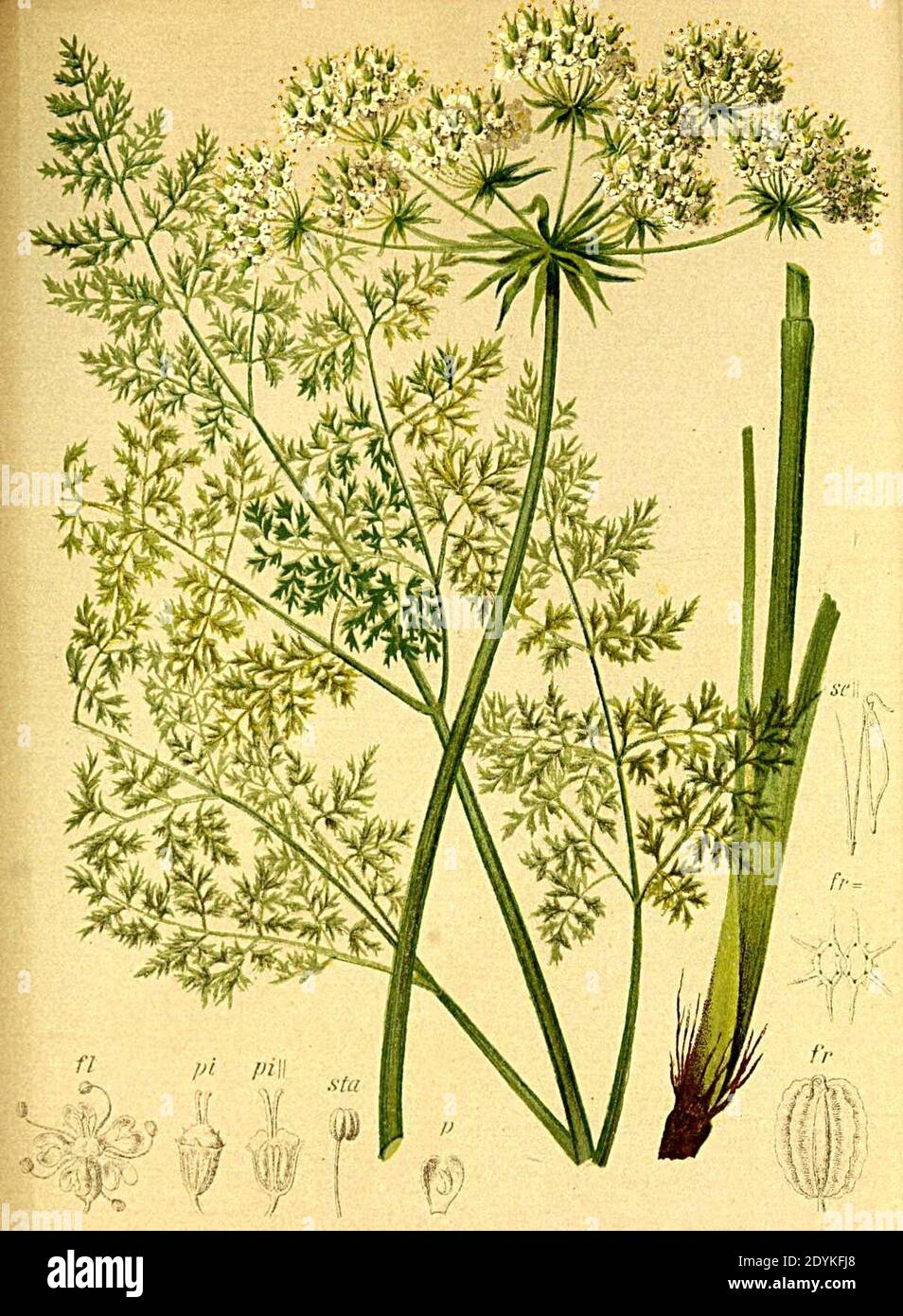 Laserpitium hirsutum Atlas Alpenflora. Stock Photo