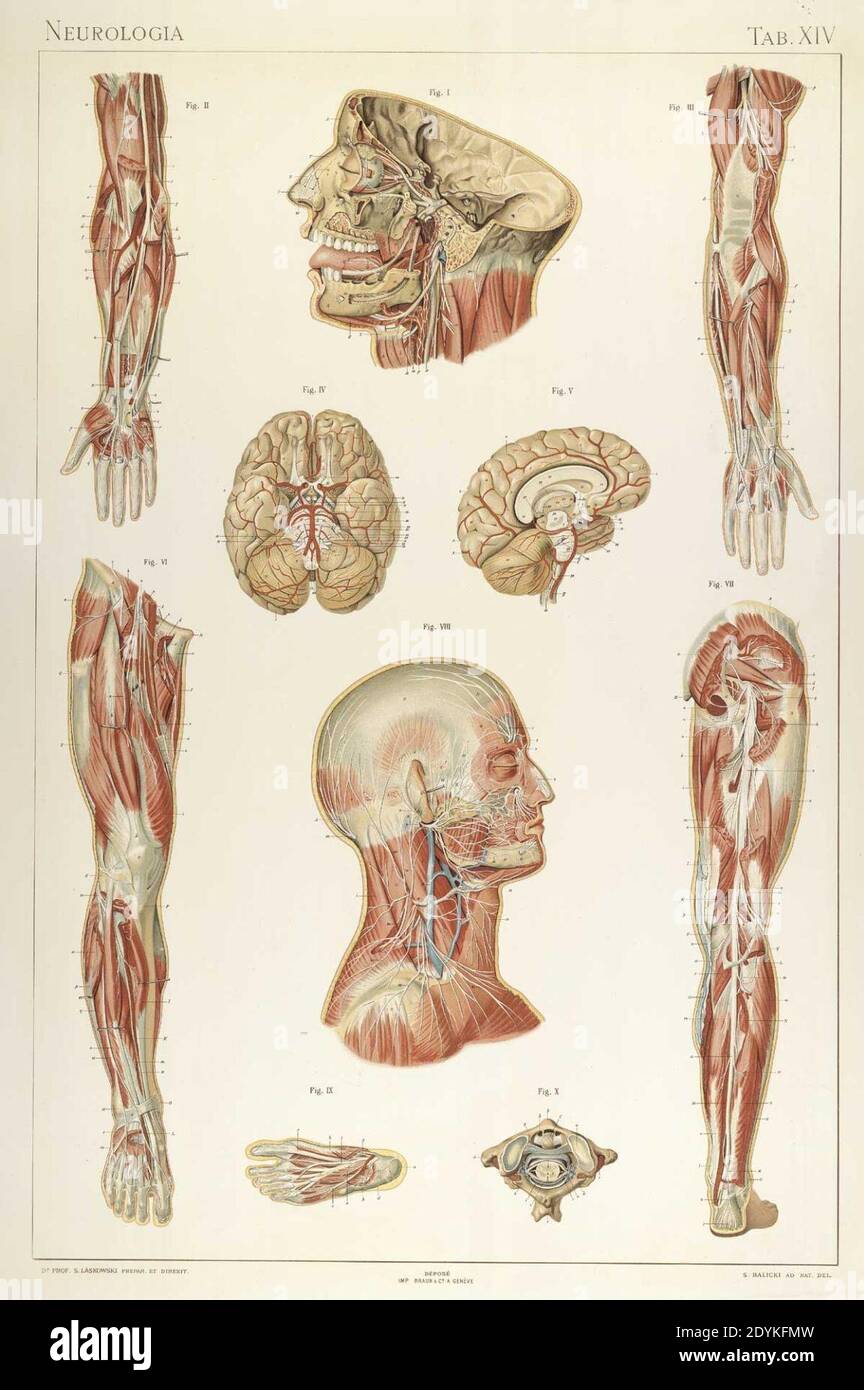 Laskowski Anatomie normale 14. Stock Photo