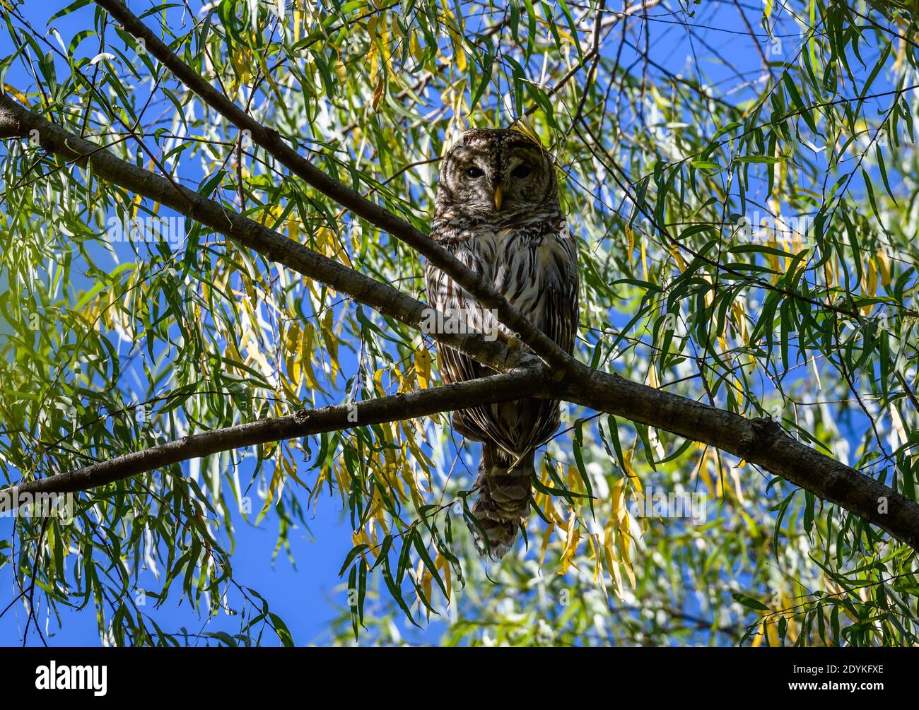 Strix Vari Strix Varia High Resolution Stock Photography and Images - Alamy