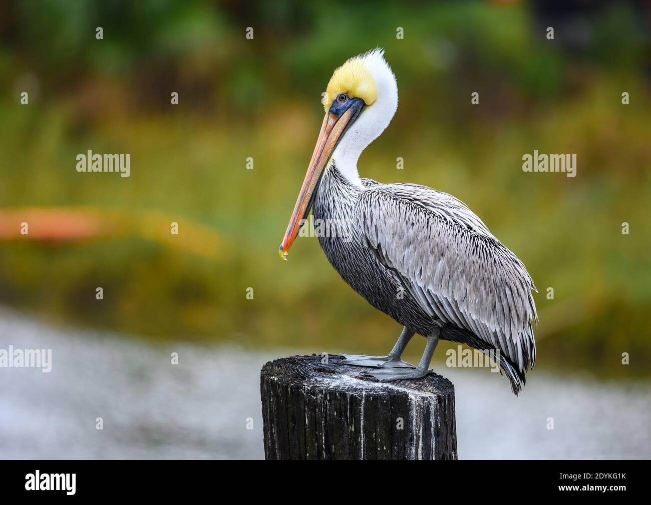 A Brown Pelican (Pelecanus occidentalis) stands on a log. Seabrook, Texas, USA. Stock Photo