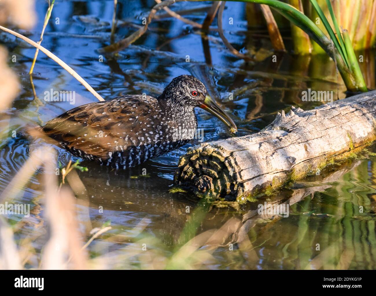 A Spotted Rail (Pardirallus maculatus), native to South and Central America, is foraging on mudflat. Choke Canyon State Park, Texas, USA. Stock Photo