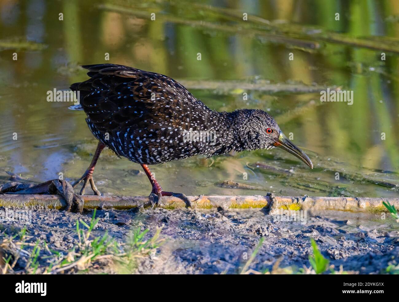 A Spotted Rail (Pardirallus maculatus), native to South and Central America, is a rare vagrant. Choke Canyon State Park, Texas, USA. Stock Photo