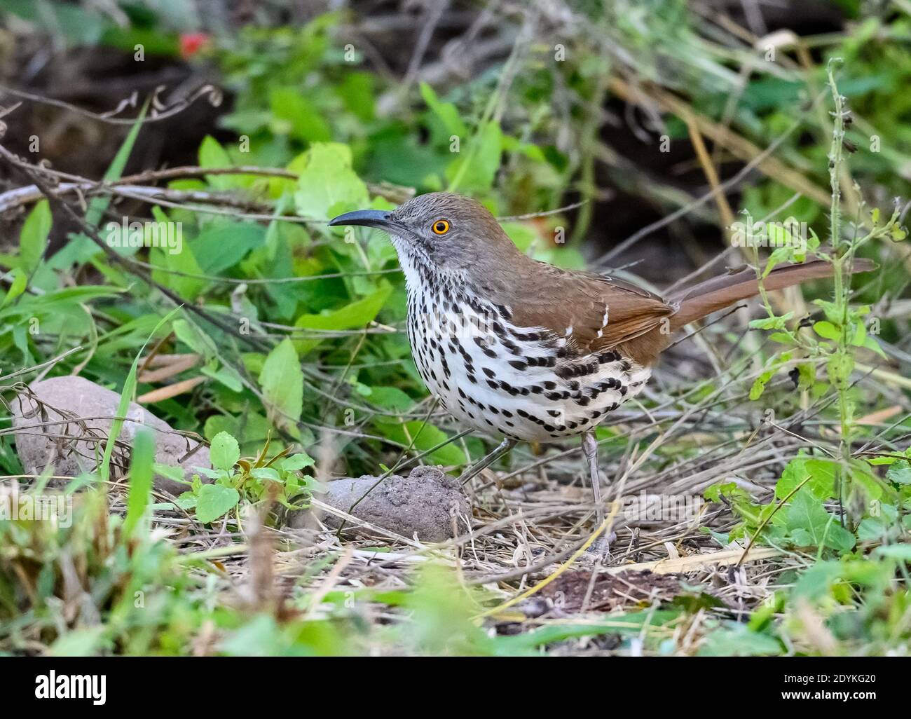 A Long-billed Thrasher (Toxostoma longirostre) foraging in the bushes. Choke Canyon State Park, Texas, USA. Stock Photo