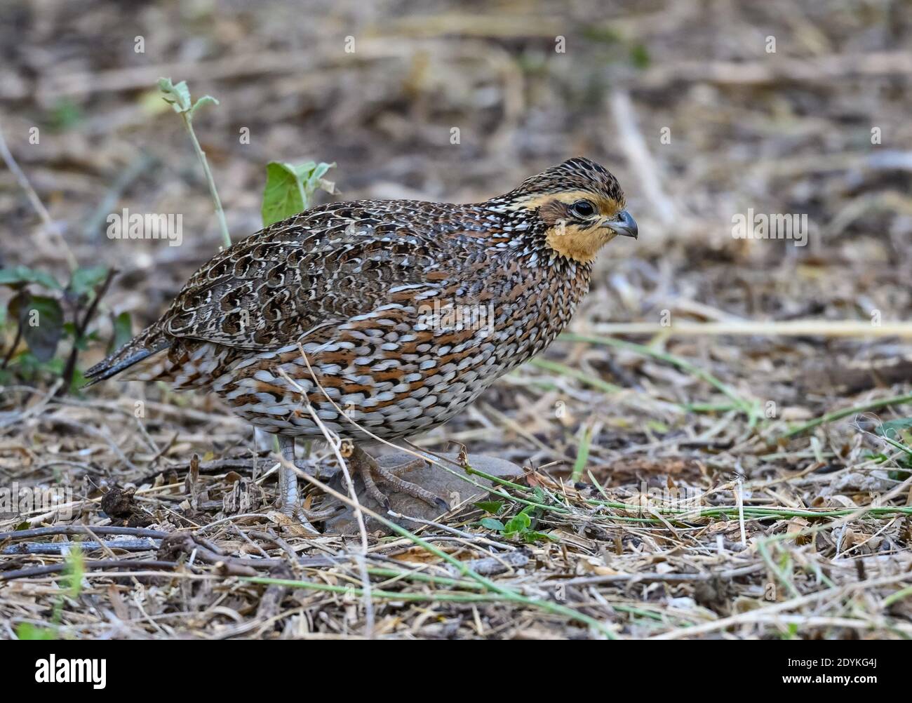 A Northern Bobwhite (Colinus virginianus) quail foraging on ground. Choke Canyon State Park, Texas, USA. Stock Photo