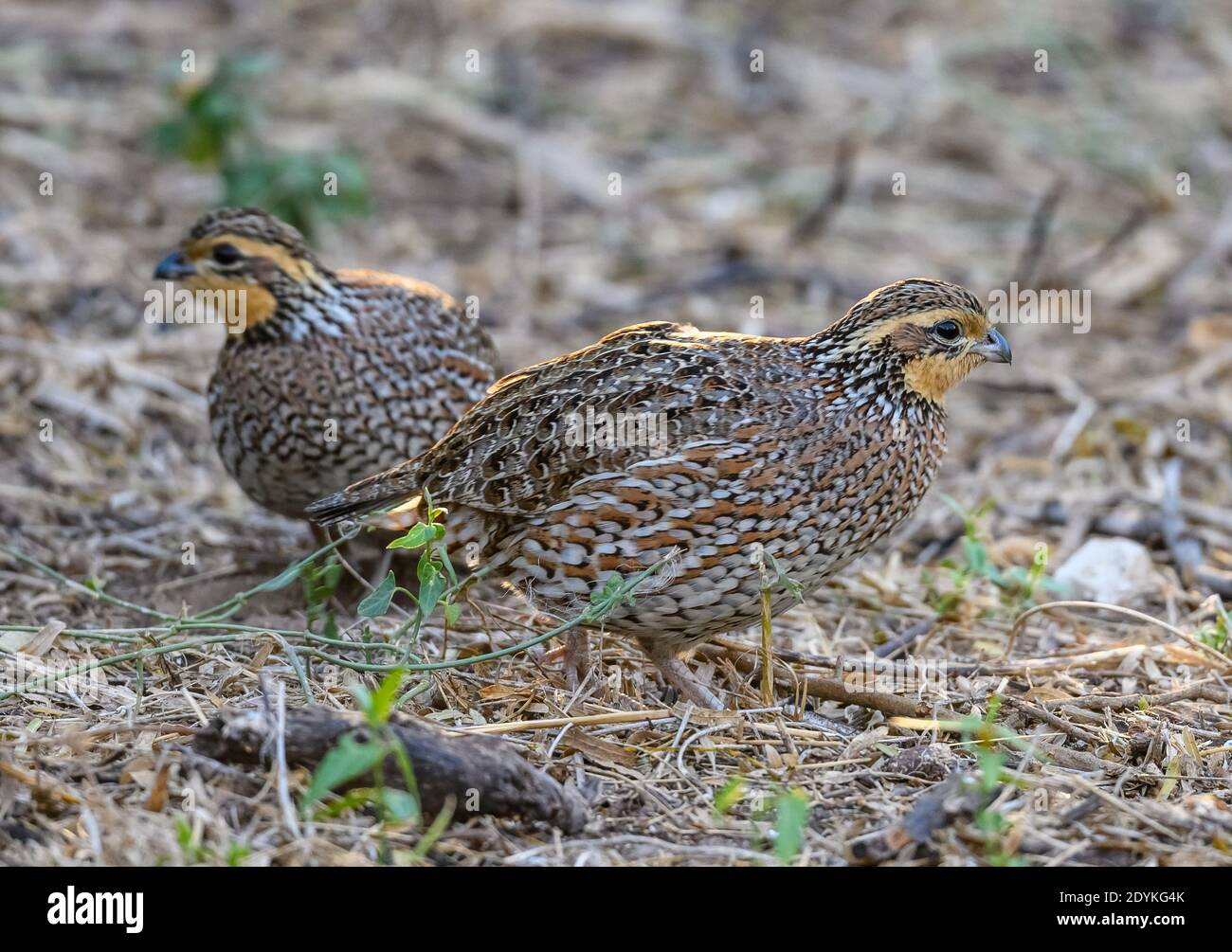 Two Northern Bobwhite (Colinus virginianus) quail foraging on ground. Choke Canyon State Park, Texas, USA. Stock Photo