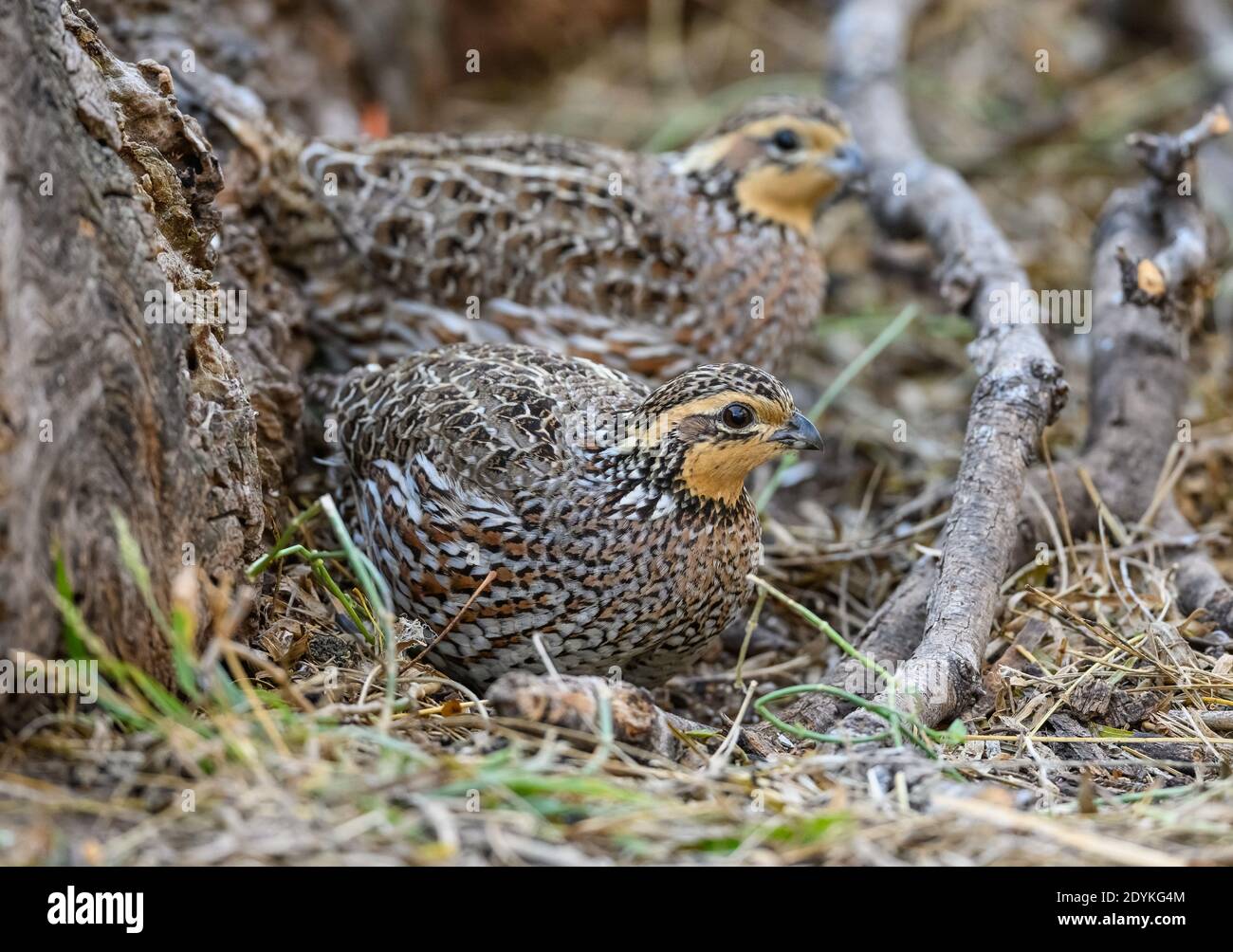 Two Northern Bobwhite (Colinus virginianus) quail foraging on ground. Choke Canyon State Park, Texas, USA. Stock Photo