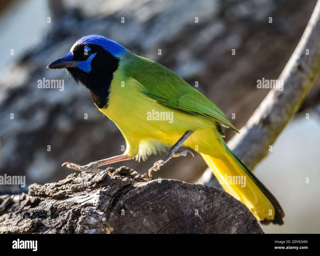 A colorful Green Jay (Cyanocorax yncas) foraging on a tree trunk. Choke Canyon State Park, Texas, USA. Stock Photo