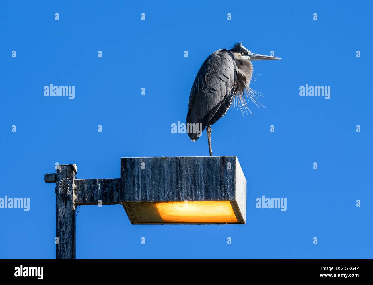 A Great Blue Heron (Ardea herodias) stands on top of a street light. Choke Canyon State Park, Texas, USA. Stock Photo