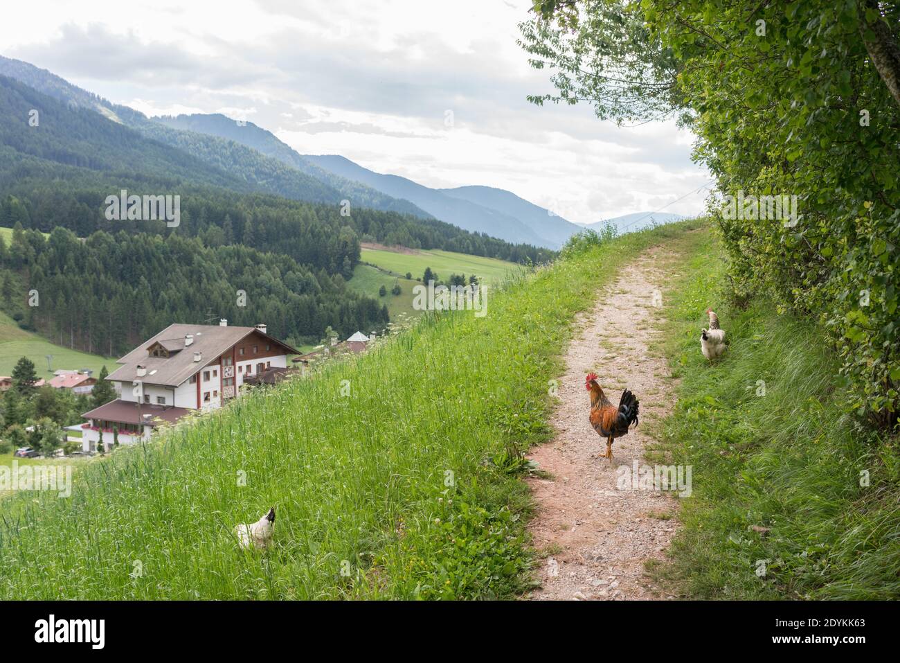 Chickens On a Hiking Path in Santa Maddalena Stock Photo