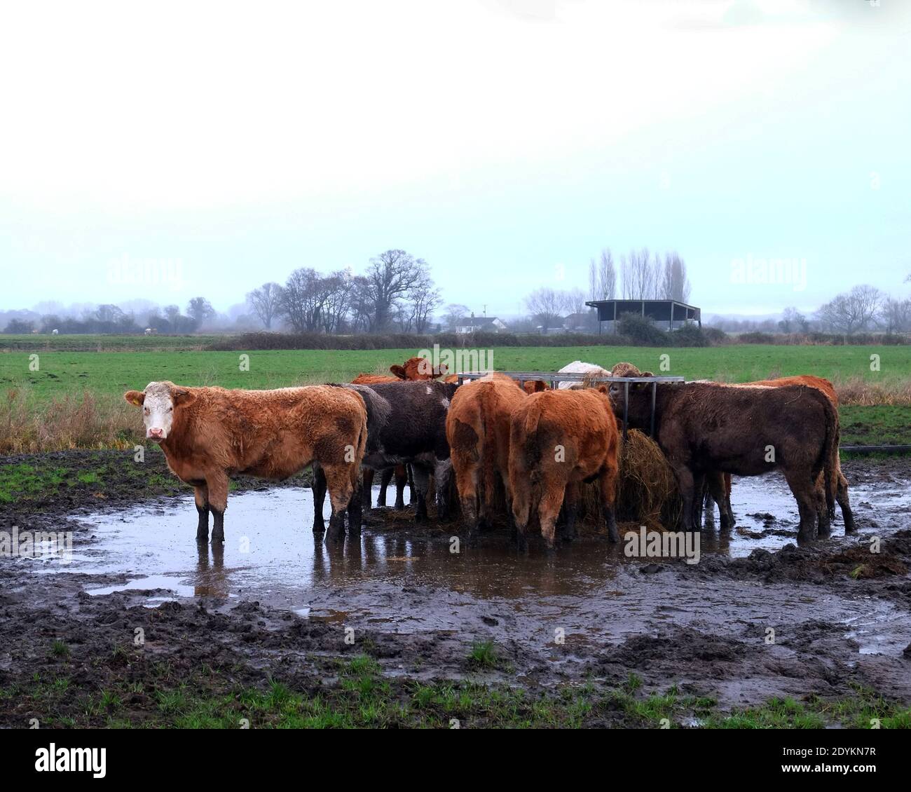 December 2020 - Livestock feeding place in a winter field on a farm in Somerset, UK. Stock Photo