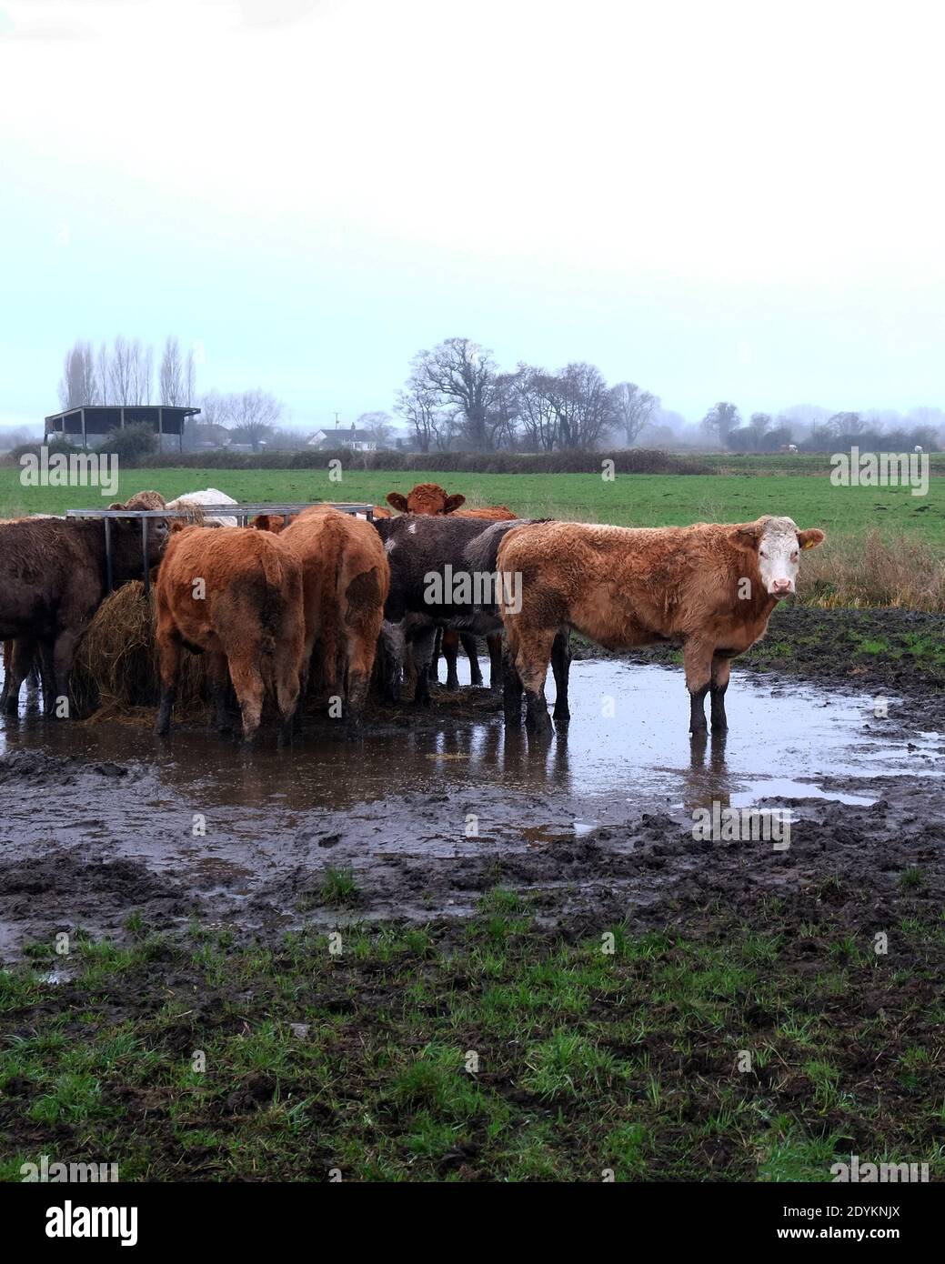 December 2020 - Livestock feeding place in a winter field on a farm in Somerset, UK. Stock Photo