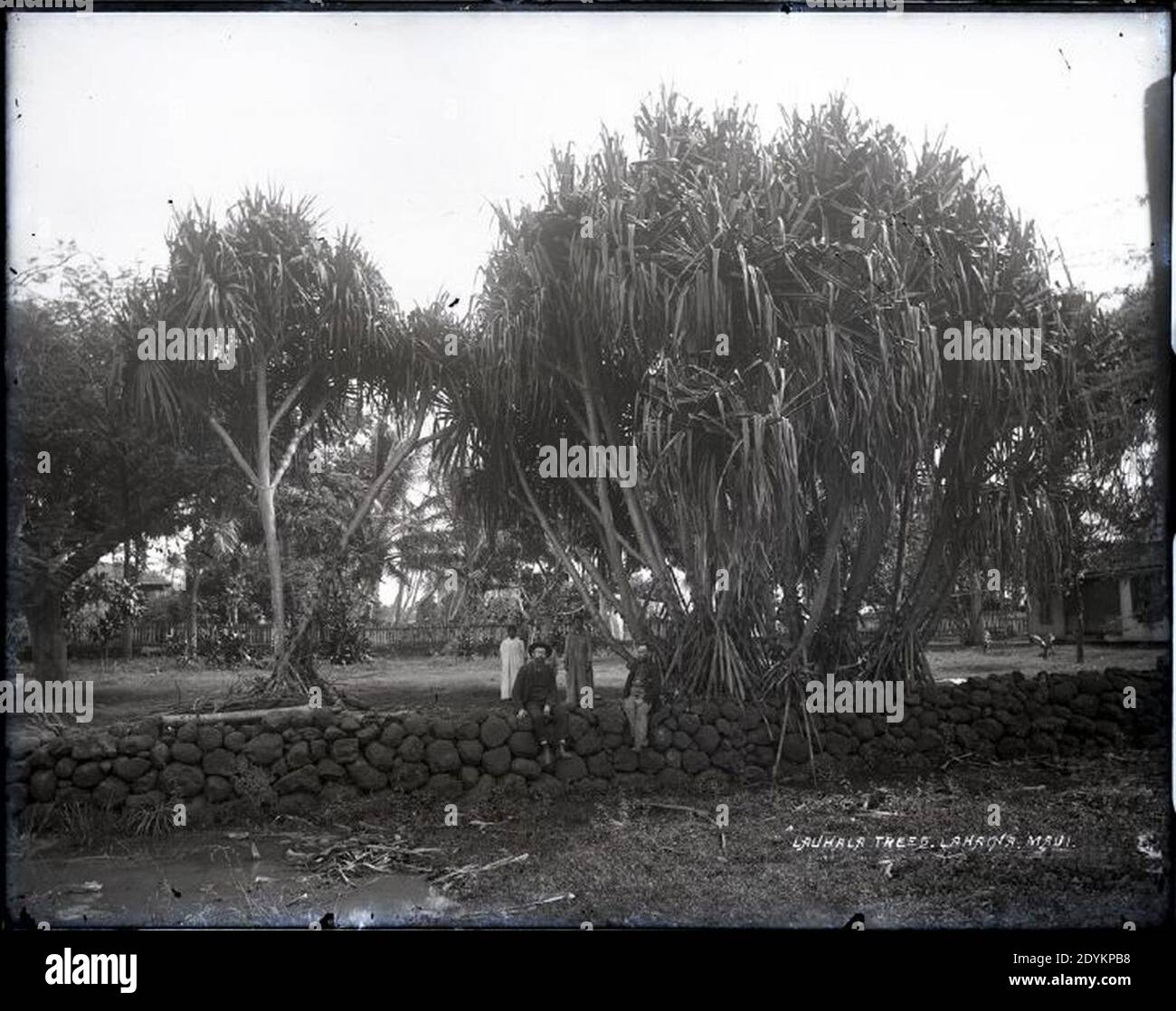 Lauhala Trees Lahaina Stock Photo