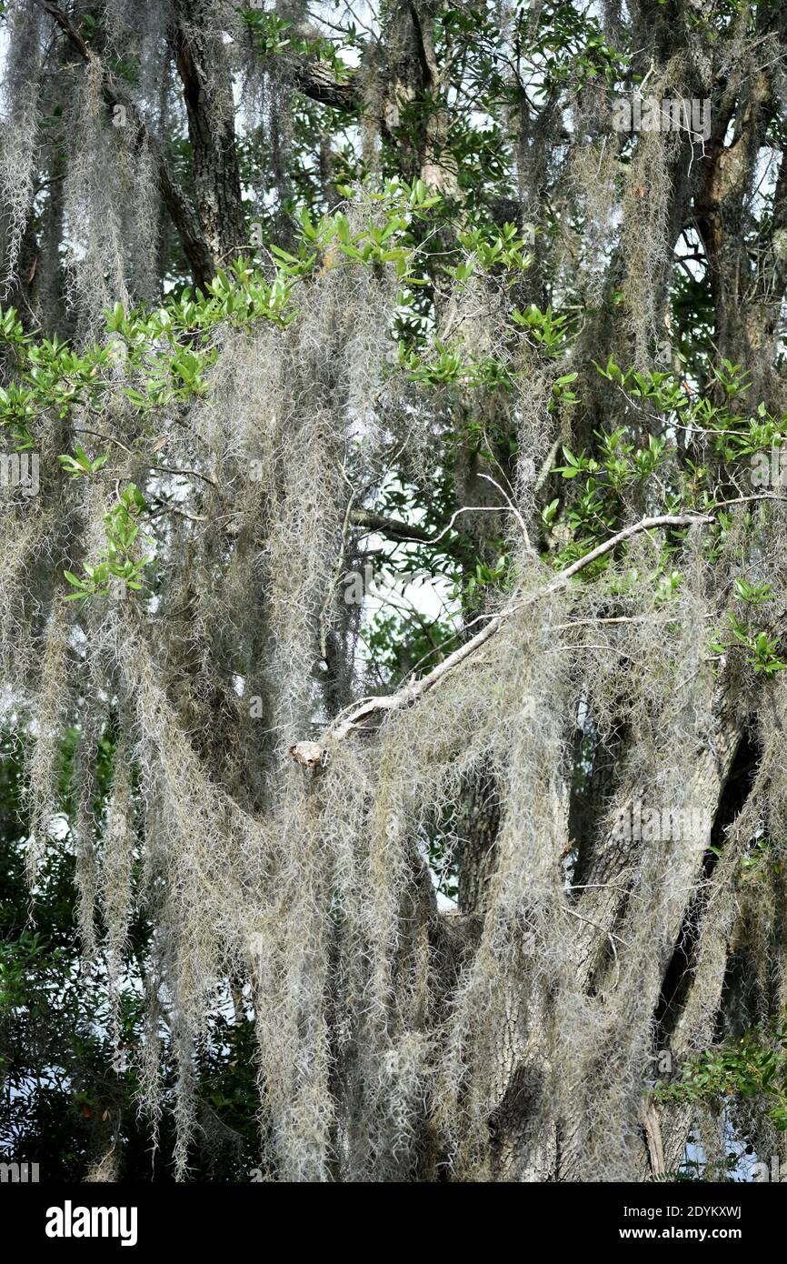 Spanish moss hanging from trees in New Orleans Stock Photo - Alamy