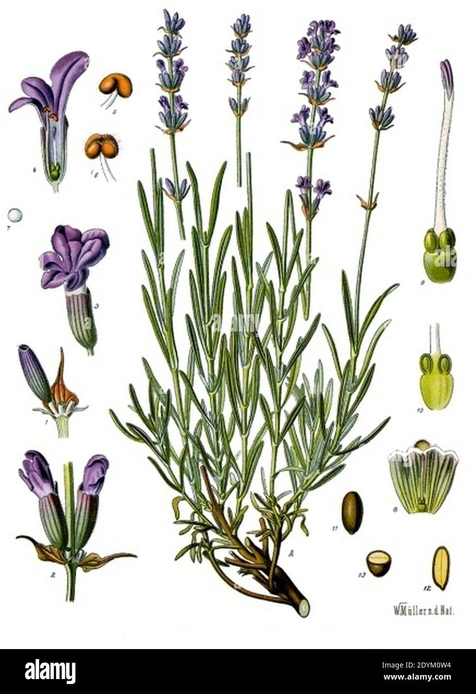 Lavandula angustifolia - Köhler–s Medizinal-Pflanzen-087. Stock Photo