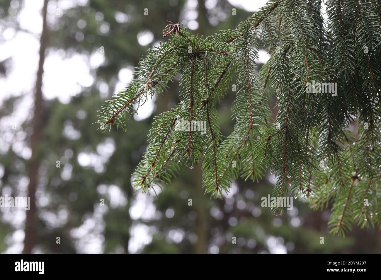 A selective focus shot of fluffy green spruce branches in the forest Stock Photo
