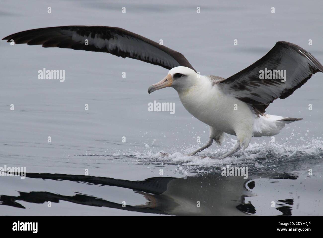 Usfws albatross hi-res stock photography and images - Alamy