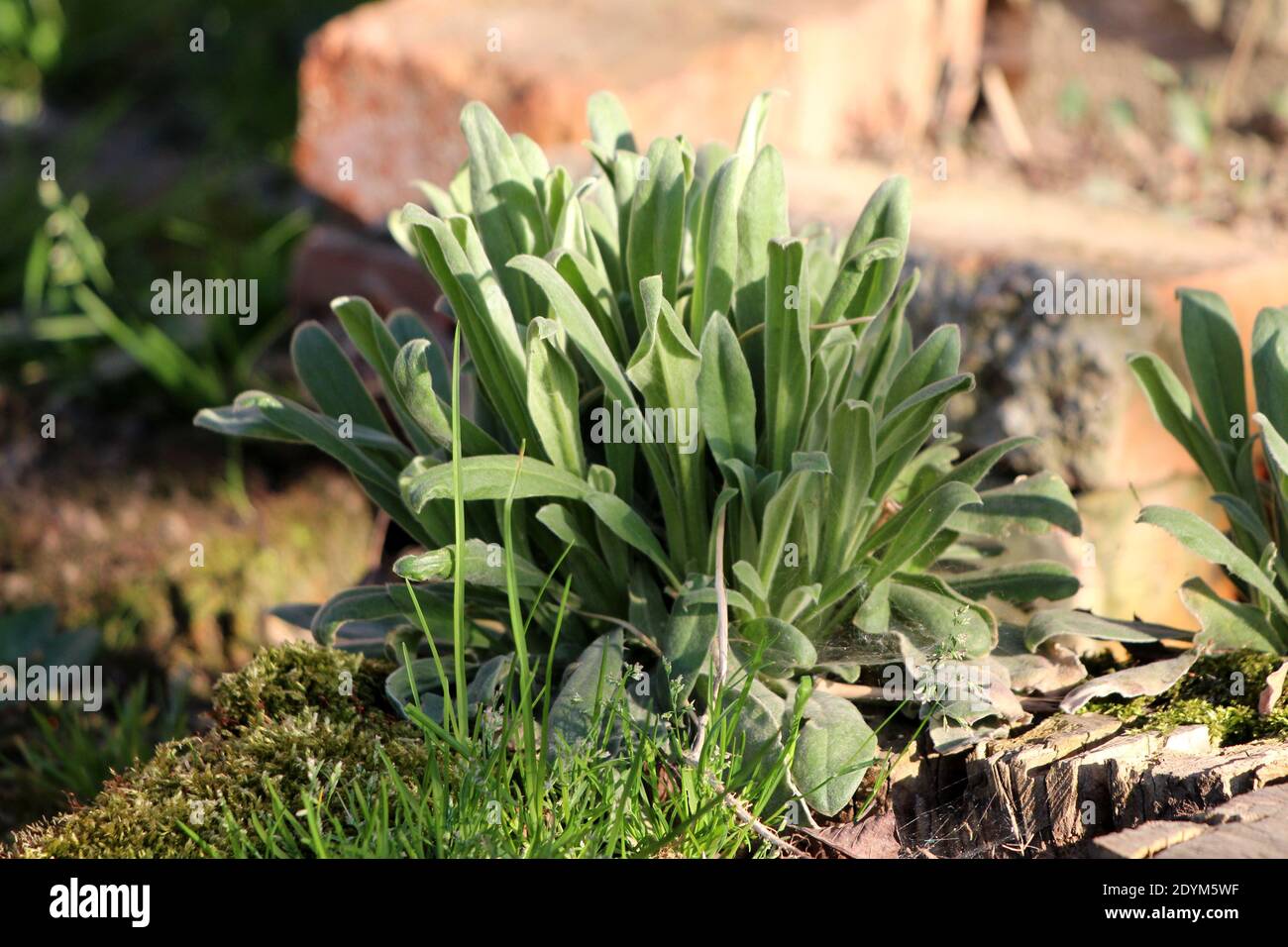 Gold dust plants hi-res stock photography and images - Alamy
