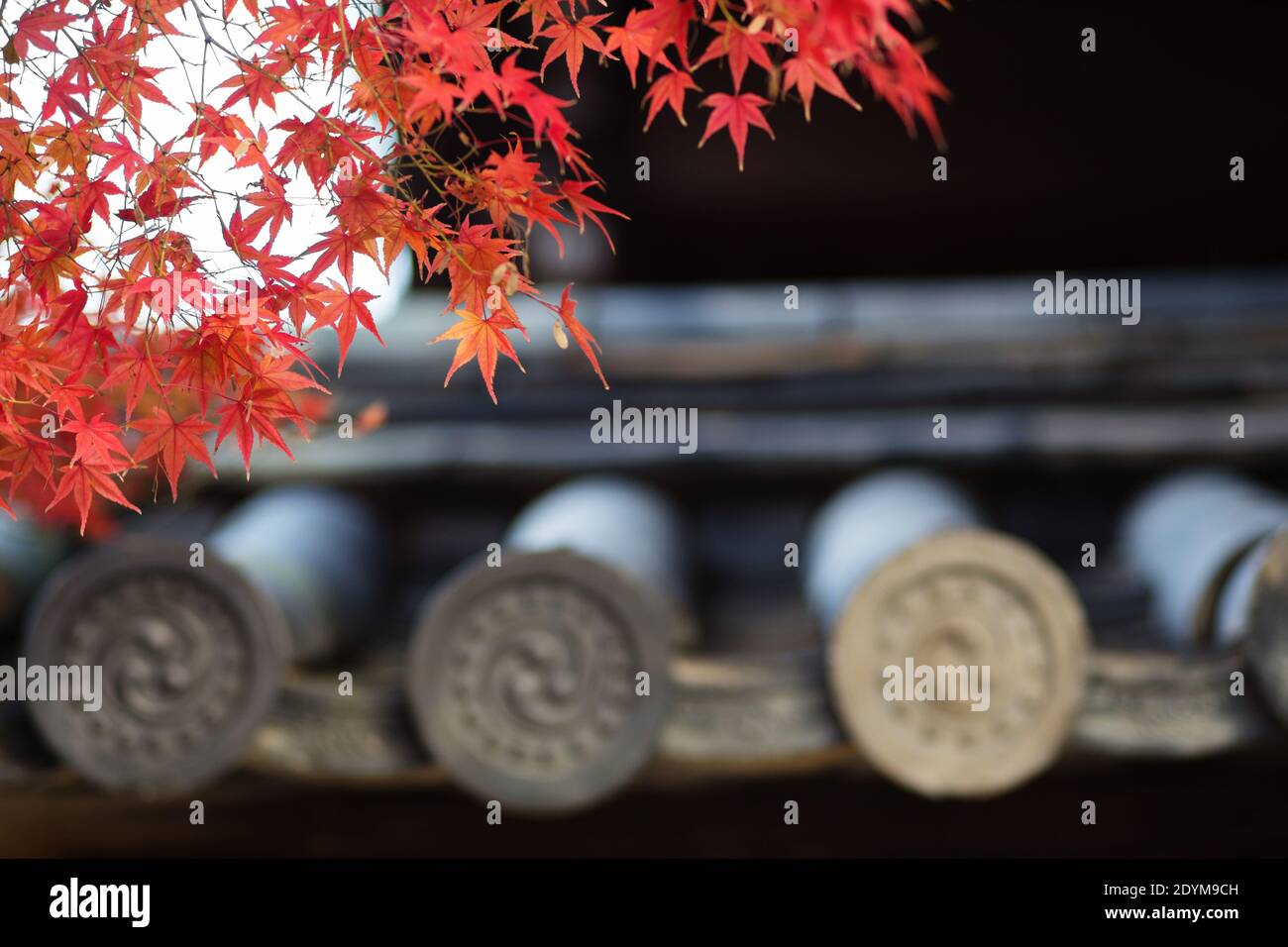 Kyoto Japan Red Japanese Maple leaves hang over traditional Kawara tile roof on a wall. Stock Photo