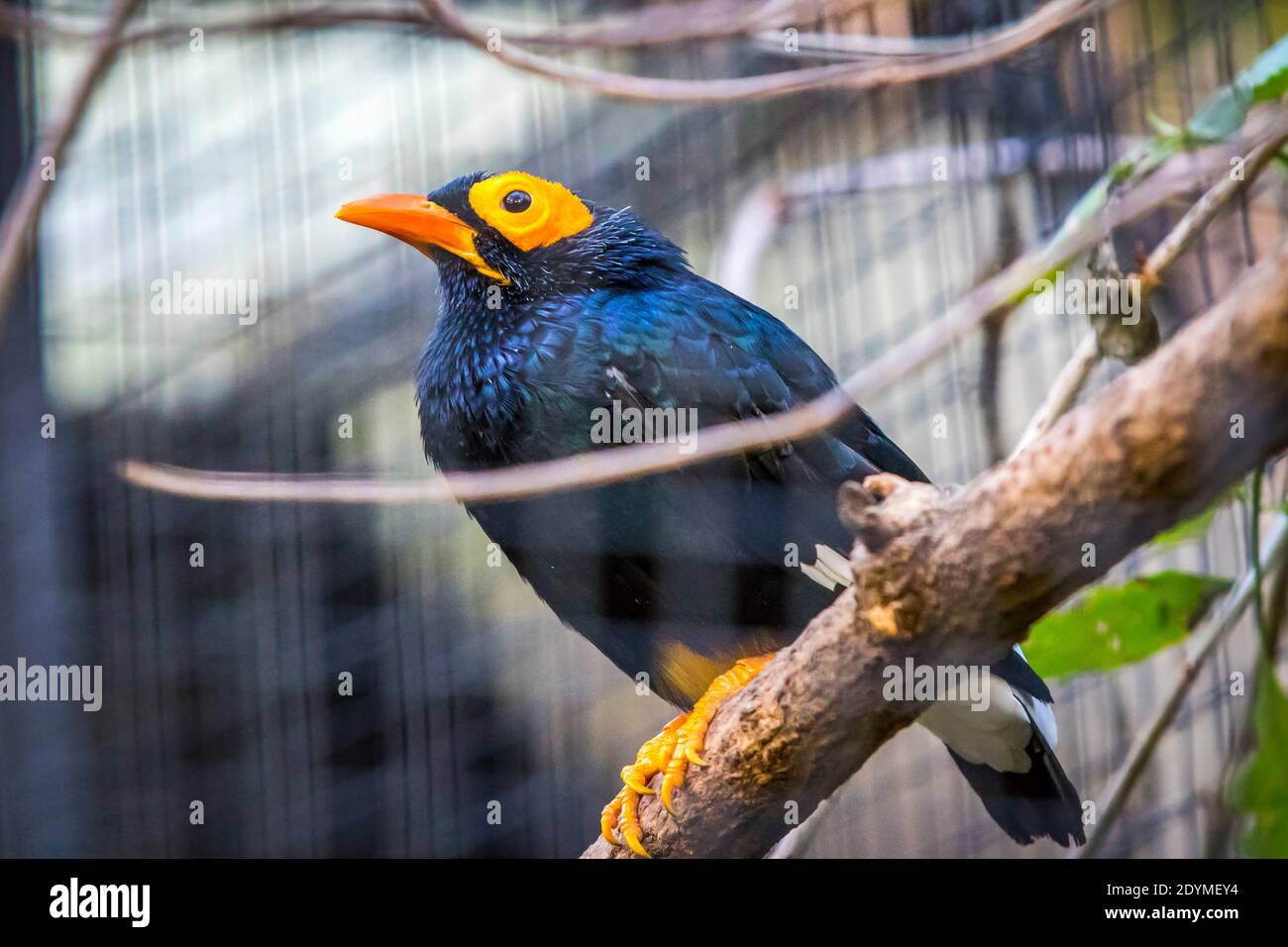 Yellow-faced myna (Mino dumontii) bird on a branch. Is a species of Starling in the family Sturnidae. One of the largest species of starling Stock Photo