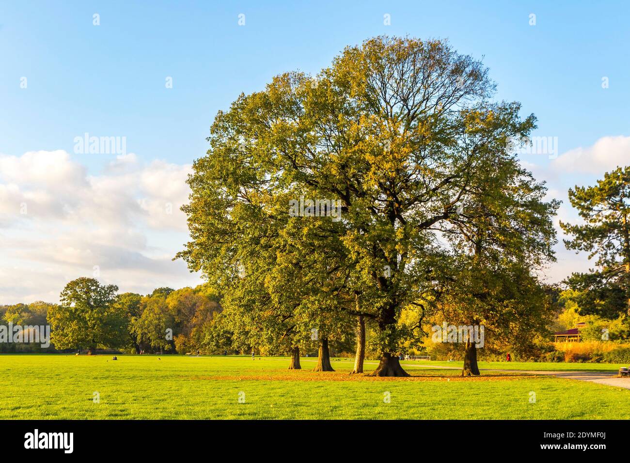 Rosenthal forest park in Leipzig, Saxony, Germany. Located north of the historic city center, Rosenthal is part of the conservation area of the Leipzi Stock Photo