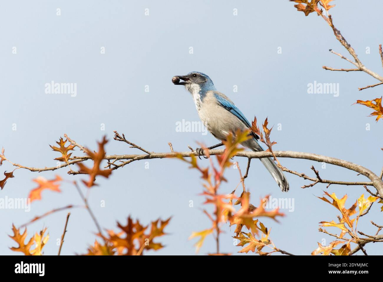California Scrub Jay eats acorn at British Columbia Canada; north