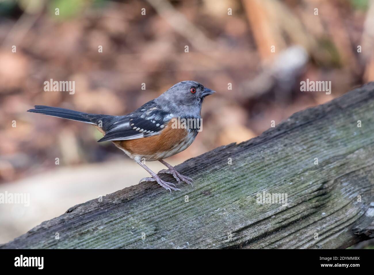 spotted towhee with gray head at Richmond British Columbia,  Canada,  north american Stock Photo