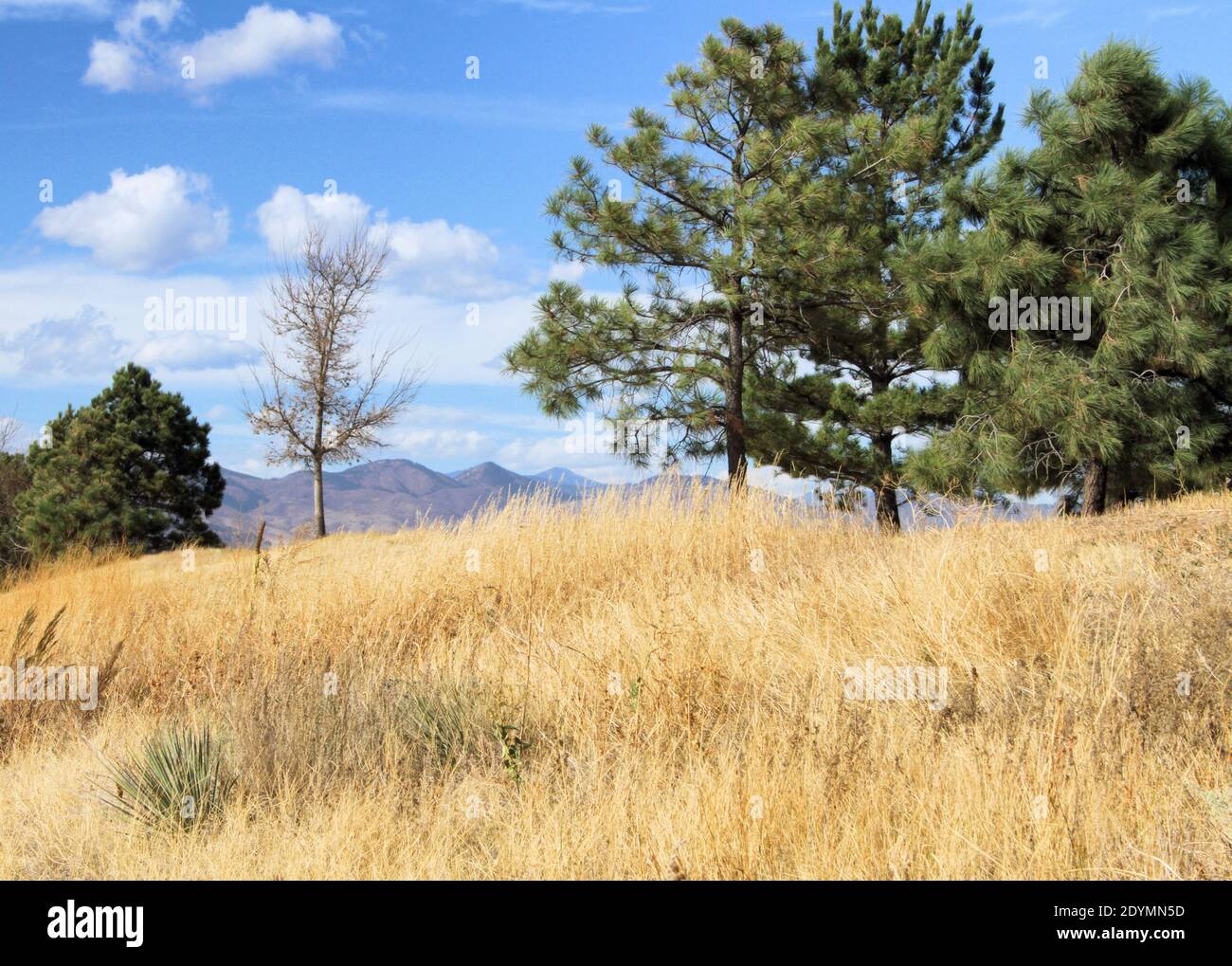 Autumn grass and evergreen trees stand against the backdrop of the distant Rocky Mountains in Denver. Stock Photo