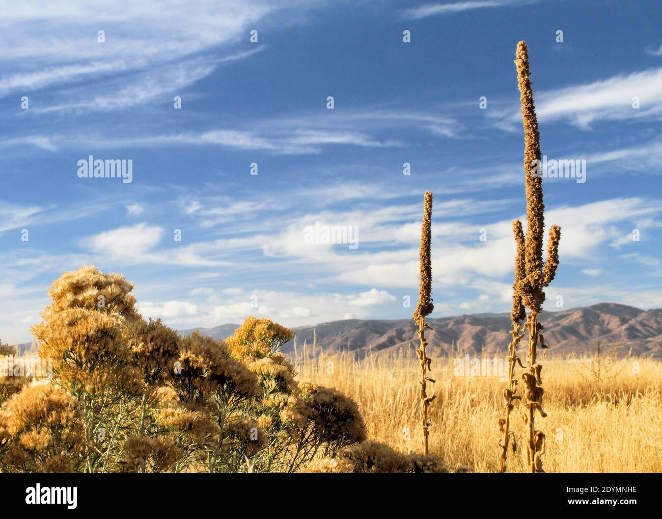 Dried floral foliage at the base of the Rocky Mountains near Denver in autumn. Stock Photo