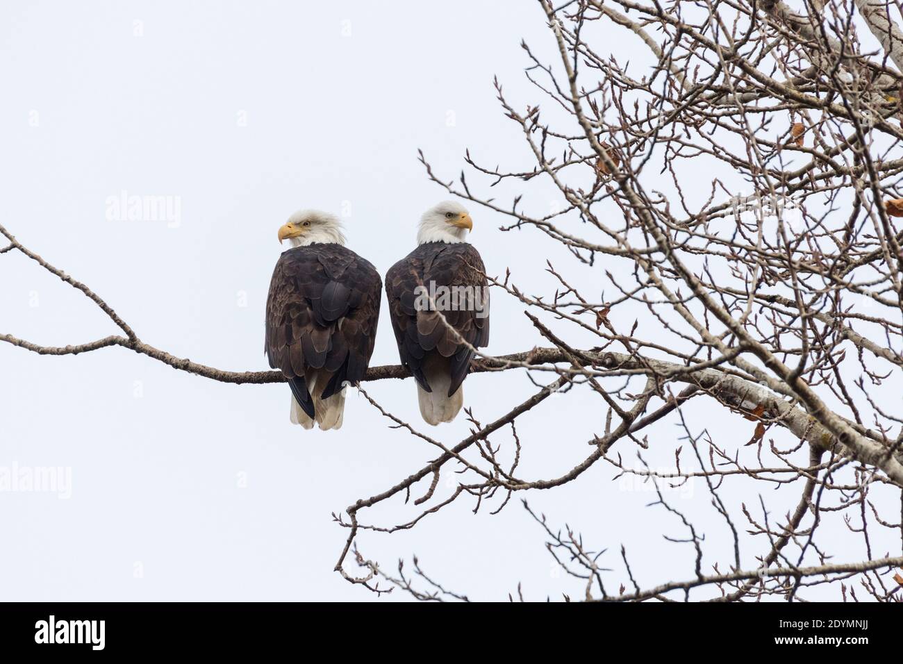 a pair of bald eagle at Delta British Columbia Canada; north american Stock Photo