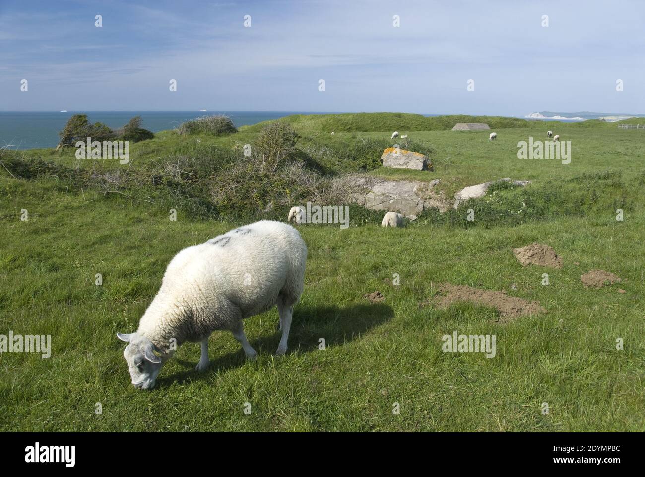 Concrete Sheep High Resolution Stock Photography And Images Alamy