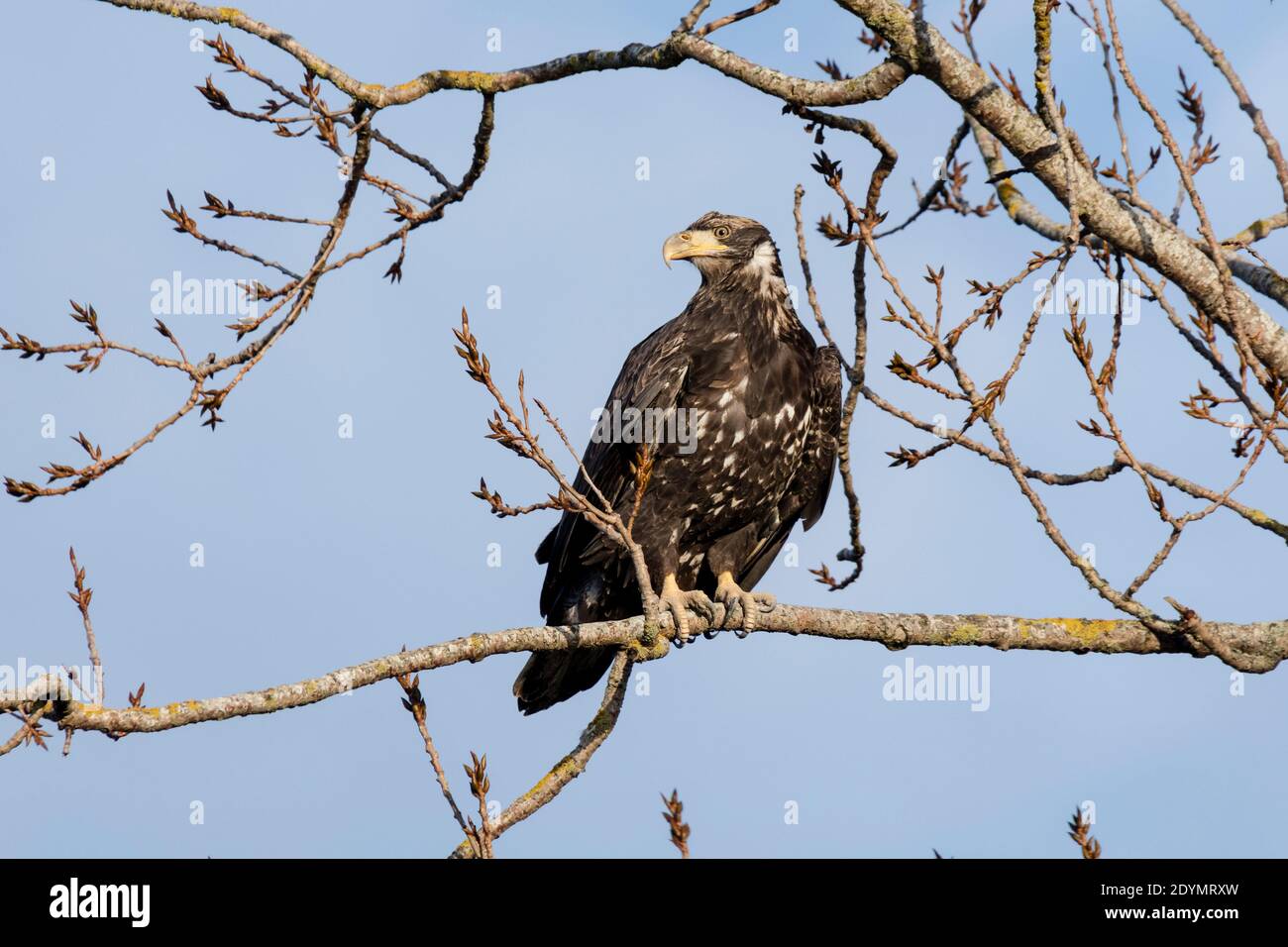 juvenile bald eagle at Delta British Columbia Canada; north american Stock Photo