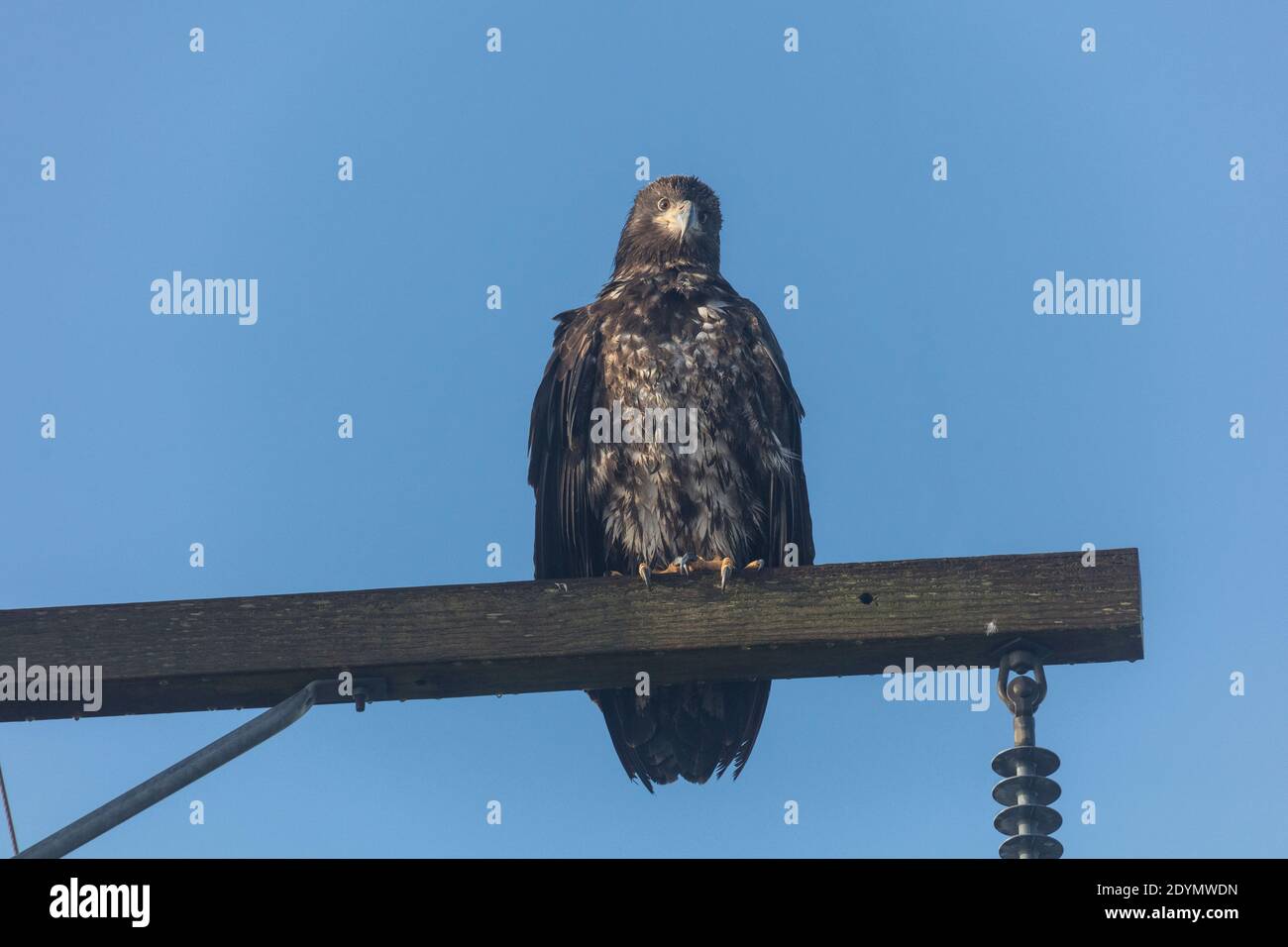 juvenile bald eagle at Delta British Columbia Canada; north american Stock Photo