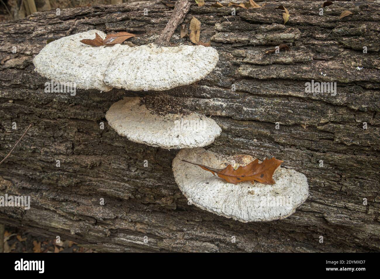White shelf fungus mushroom on downed tree trunk Stock Photo