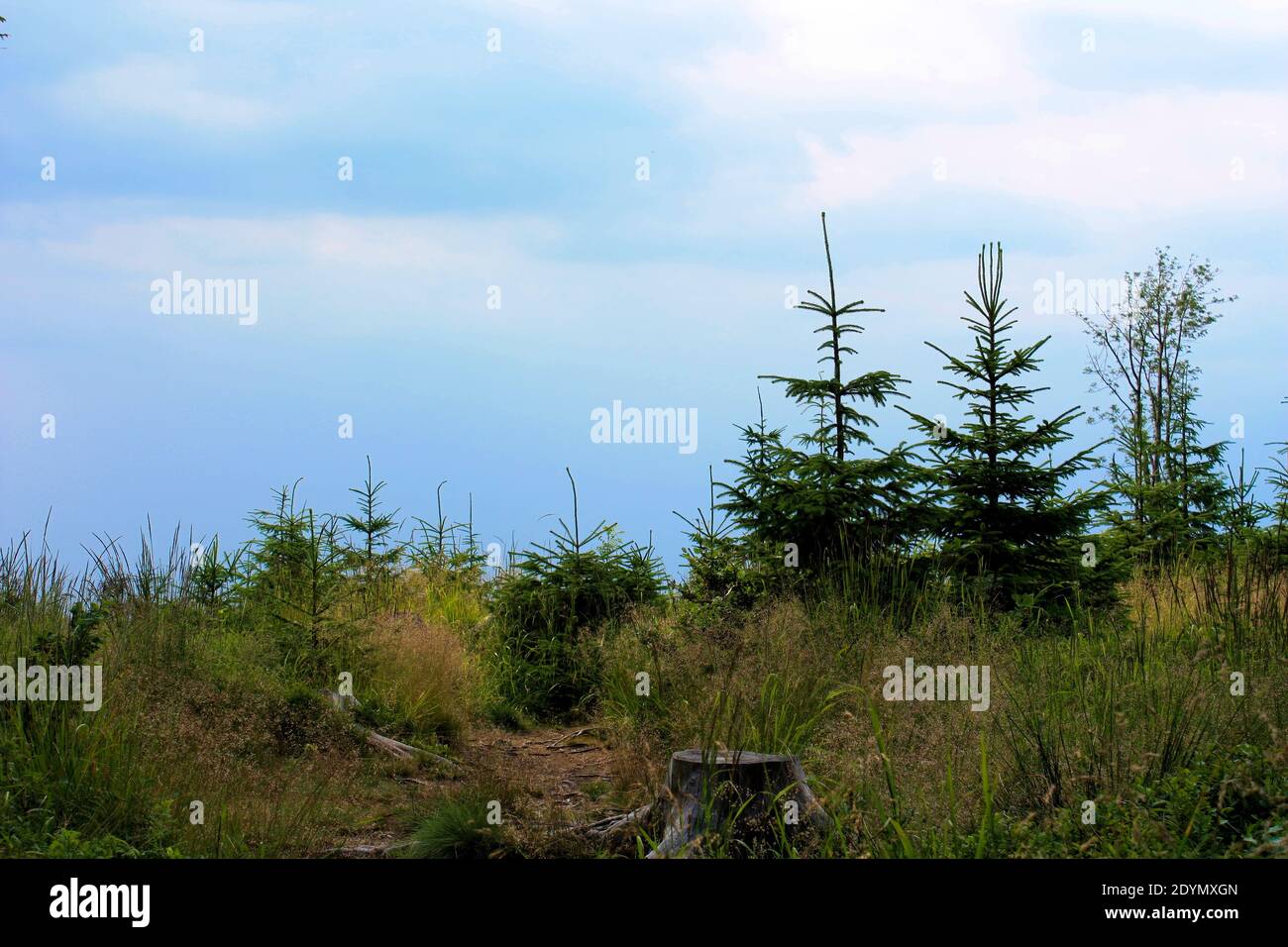 The old mountain forest in the Beskids in Poland Stock Photo