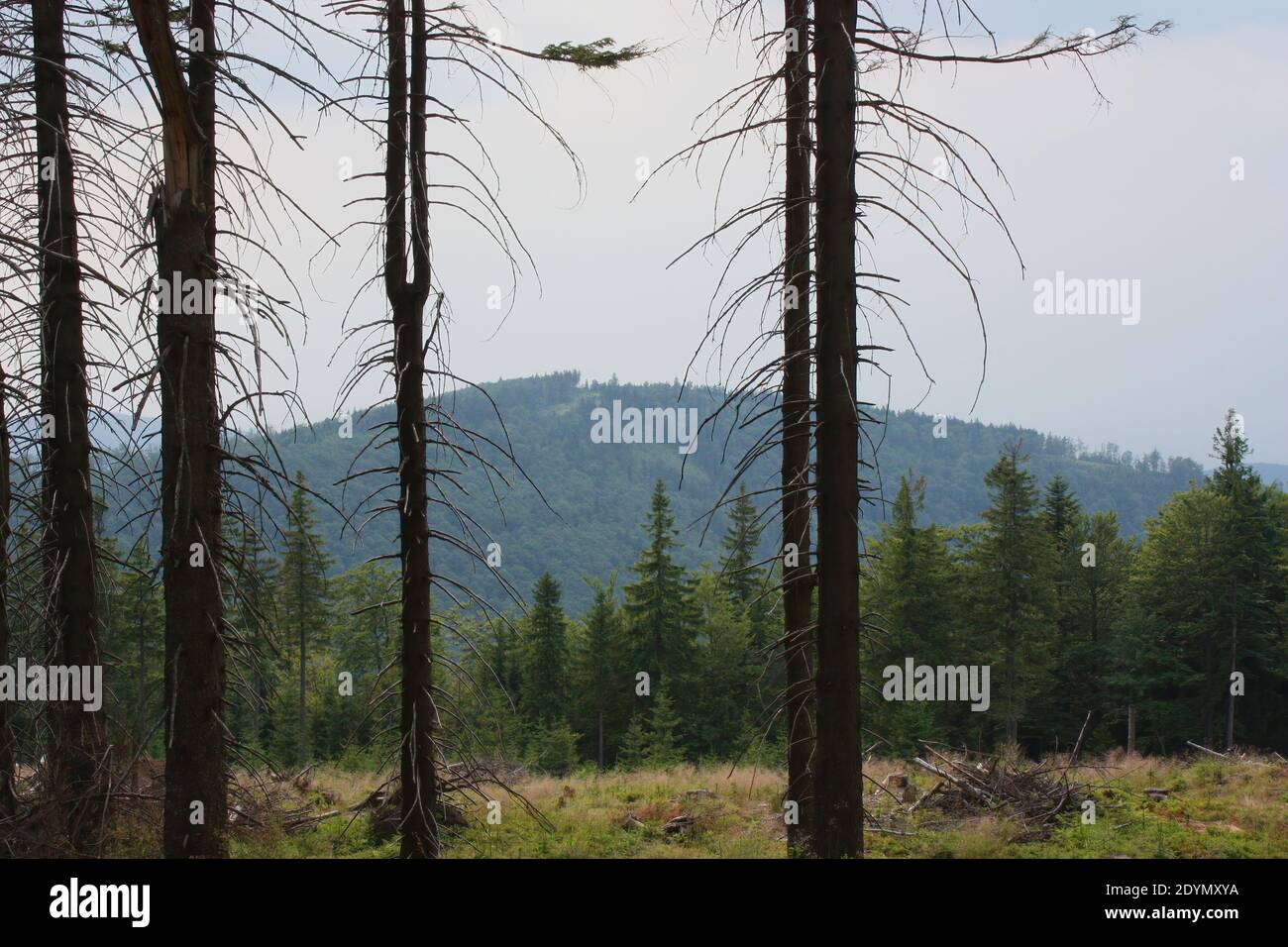The old mountain forest in the Beskids in Poland Stock Photo